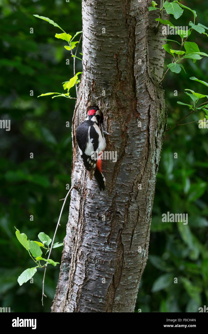 Buntspecht (Dendrocopos großen) männlichen Eingabe Verschachtelung Loch im Baumstamm im Wald Stockfoto