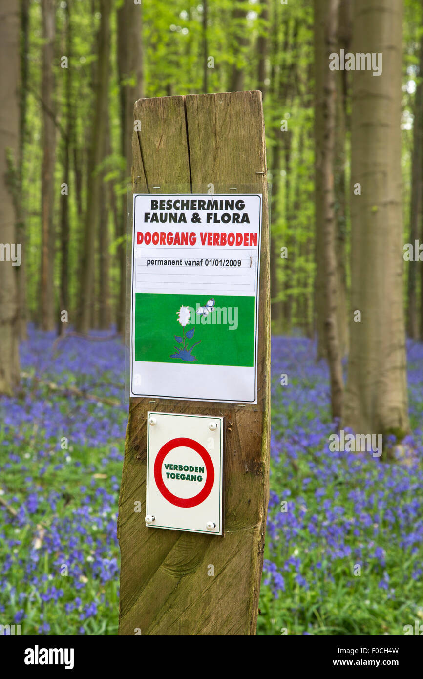 Verbotszeichen Verbot Eingang und Glockenblumen blühen in Buchenwald im Frühjahr auf der Hallerbos in der Nähe von Brüssel, Belgien Stockfoto