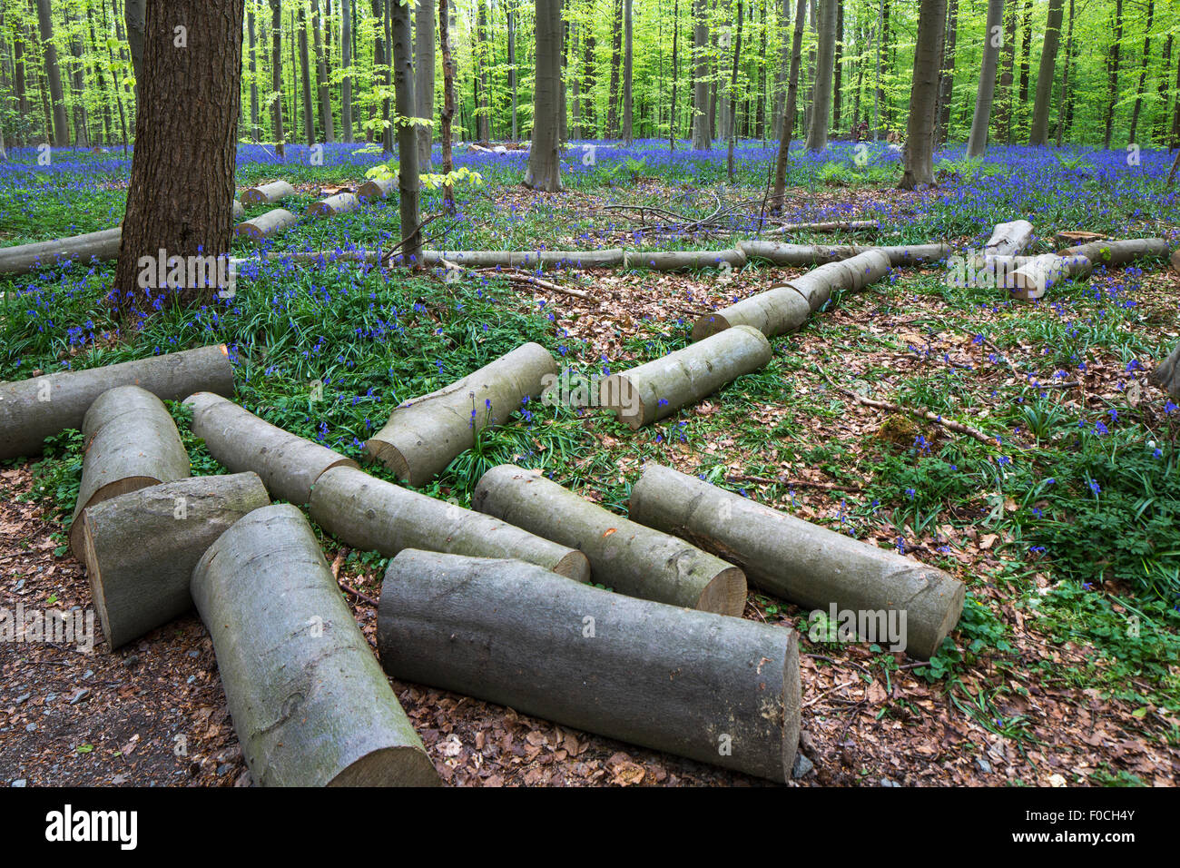 Gefällte Bäume gehackt in Protokollen unter Glockenblumen (Endymion Nonscriptus) in Blüte in Buchenwald (Fagus Sylvatica) im Frühjahr Stockfoto