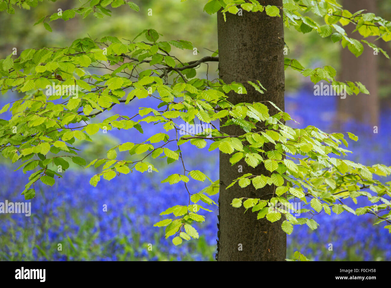 Laub der Buche (Fagus Sylvatica) und Glockenblumen (Endymion Nonscriptus) in Blüte in Laub-Wald im Frühjahr Stockfoto