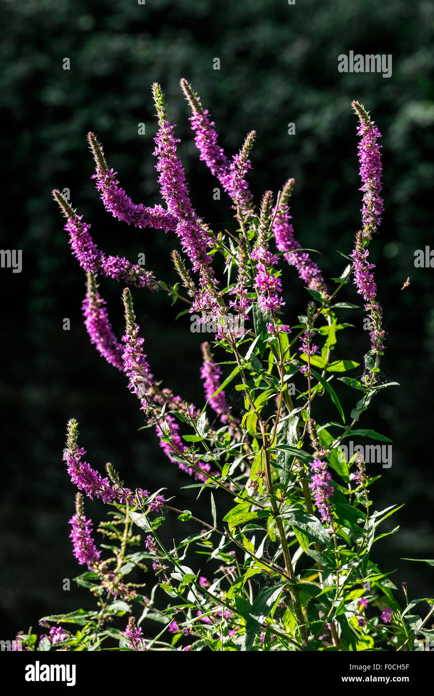 Blutweiderich violett / Spike Gilbweiderich / lila Lythrum (Lythrum Salicaria) in Blüte Stockfoto