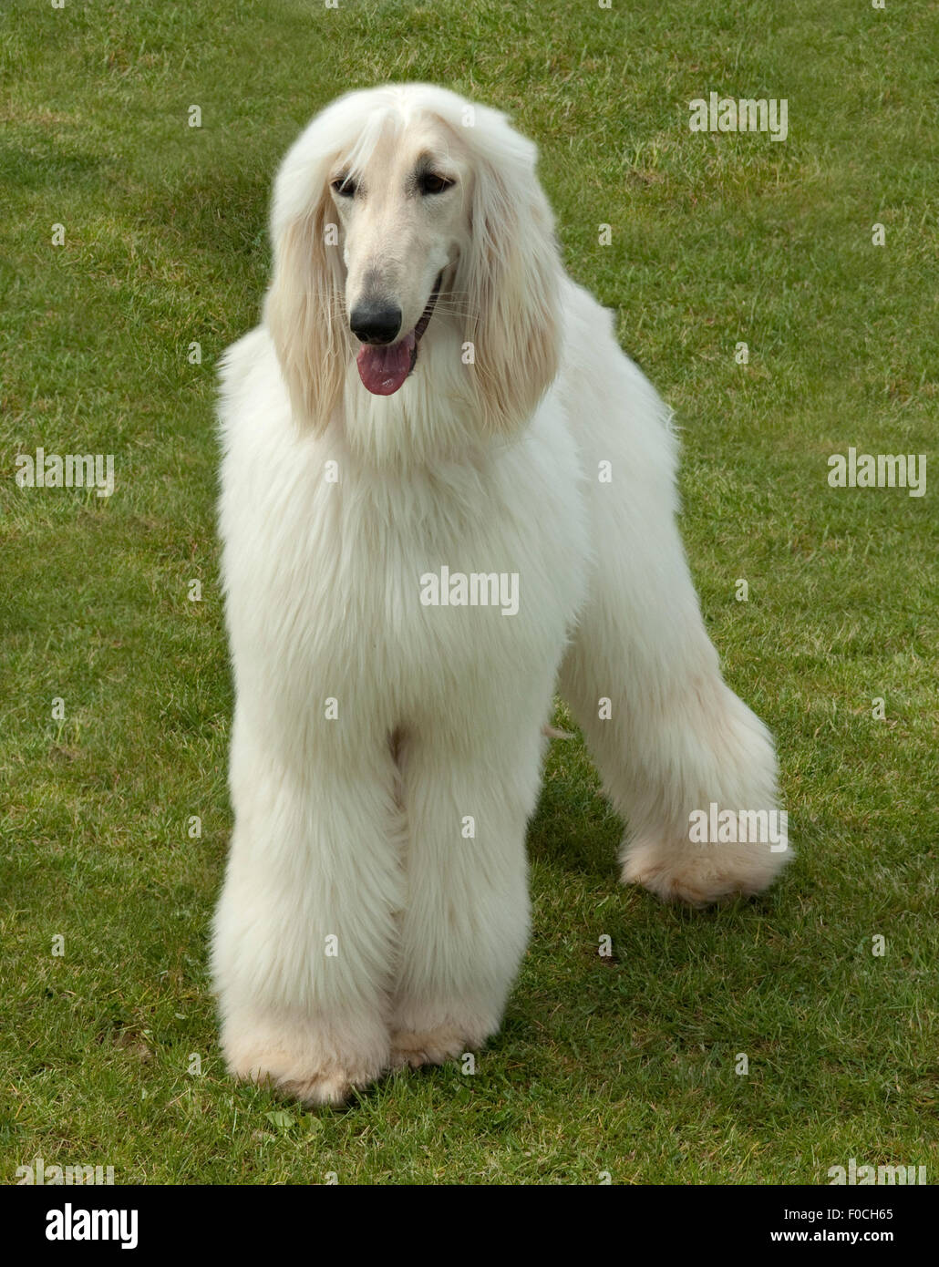 Afghane; Afghanischer; Windhund; Hund Stockfoto, Bild 86328765 Alamy