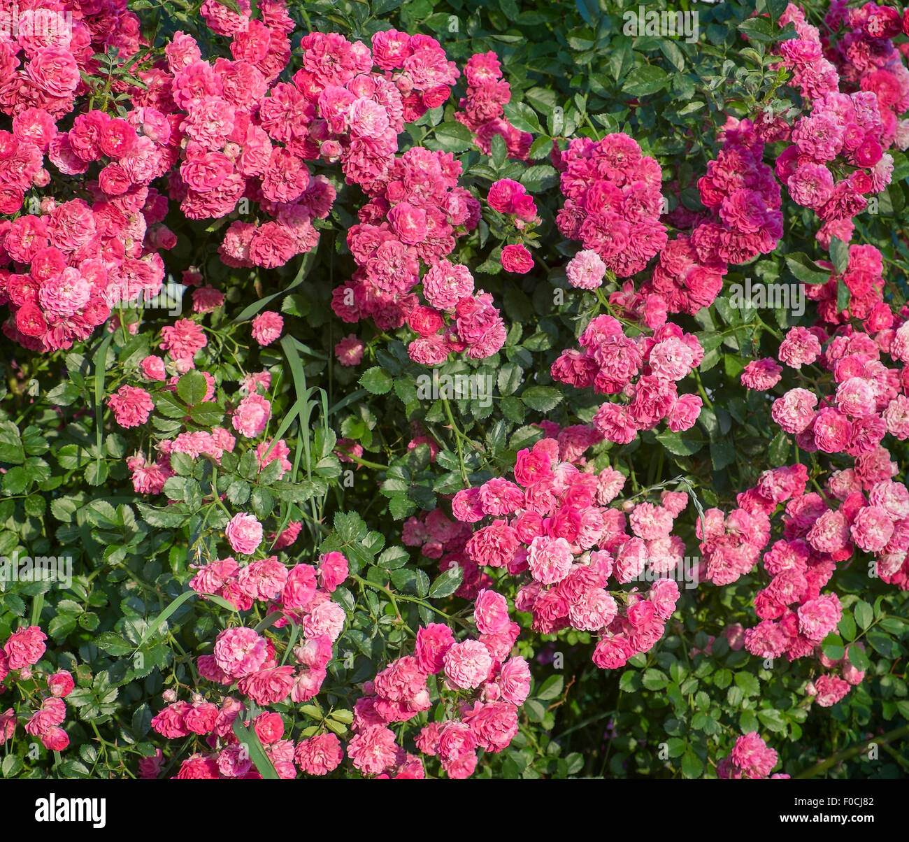 Rose blüht mit vielen Blumen Stockfoto