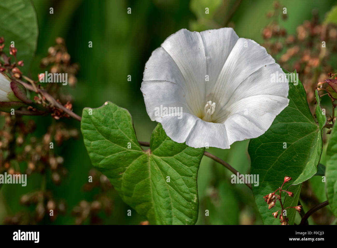 Größere Ackerwinde / hedge Ackerwinde / Rutland Schönheit / Signalhorn Rebe (Convolvulus Sepium / Calystegia Sepium) in Blüte Stockfoto