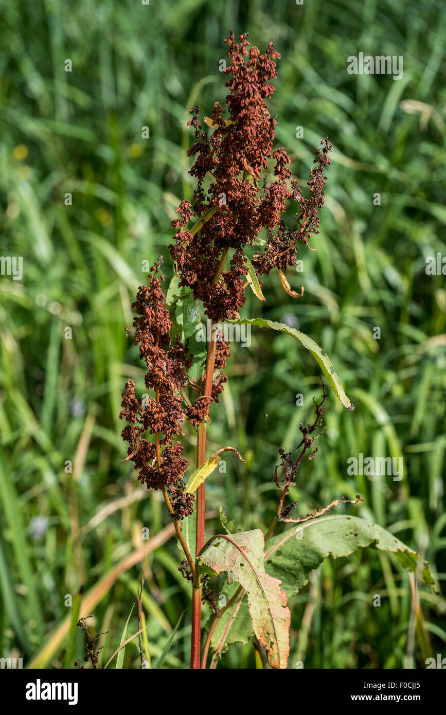 Große Wasser-dock / Wasser Dock / riesige Wasser dock (Rumex Hydrolapathum) mit Obst Stockfoto