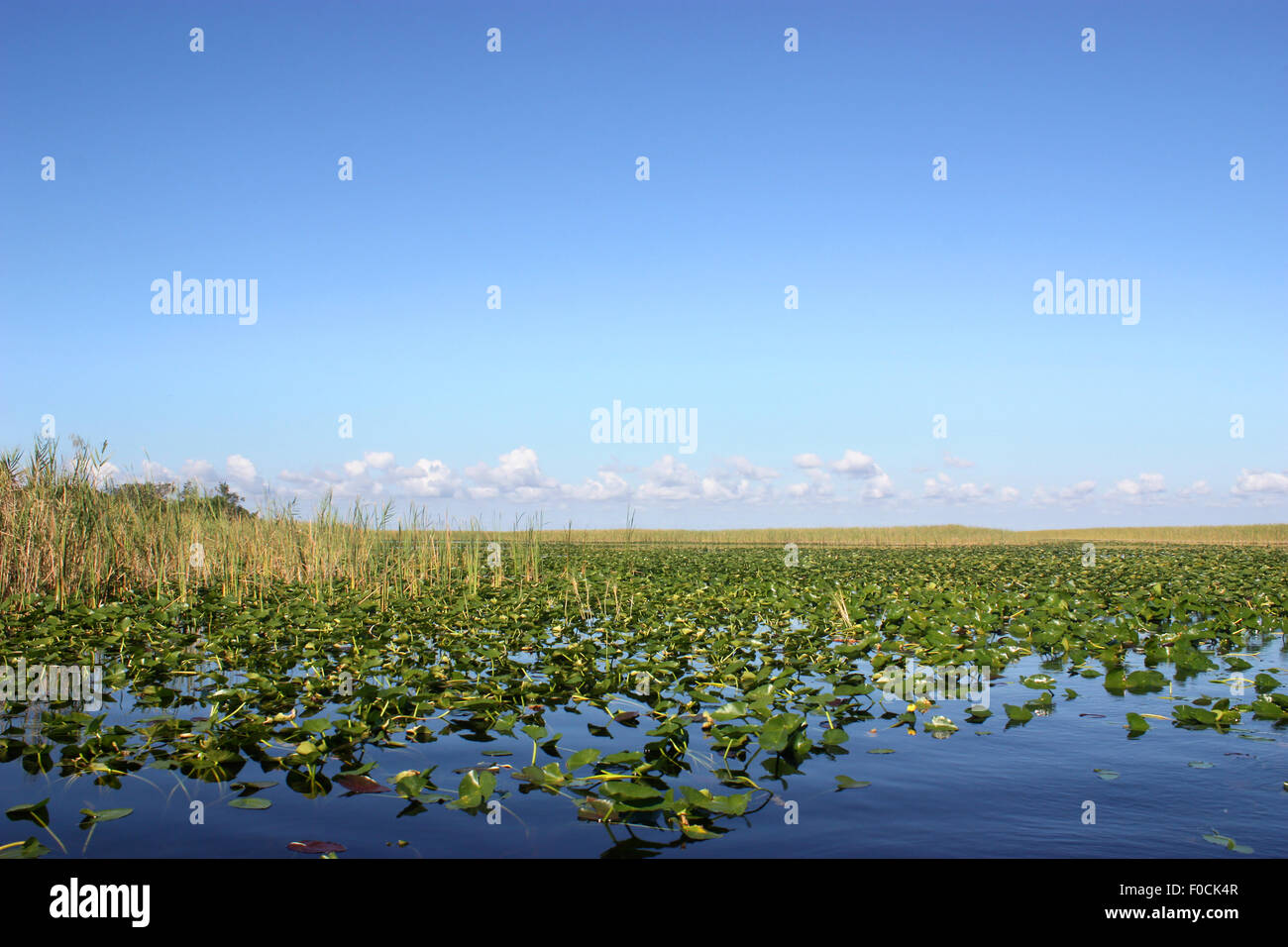 Schöne Landschaft des Sees im Everglades, Florida Stockfoto