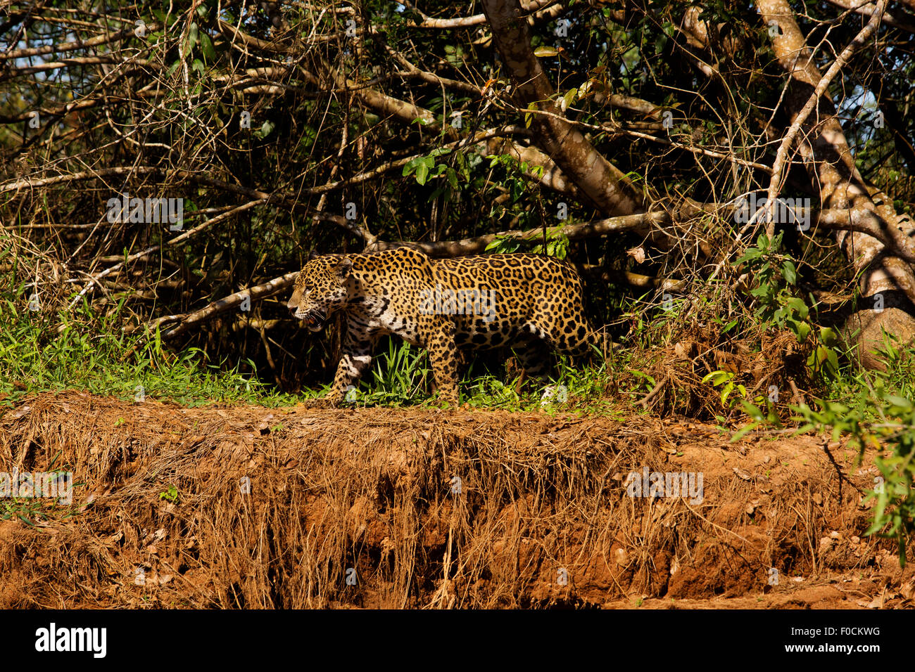 Jaguar zu Fuß in den Ufern des Flusses Três Irmãos im Pantanal, Mato Grosso, Brasilien Stockfoto