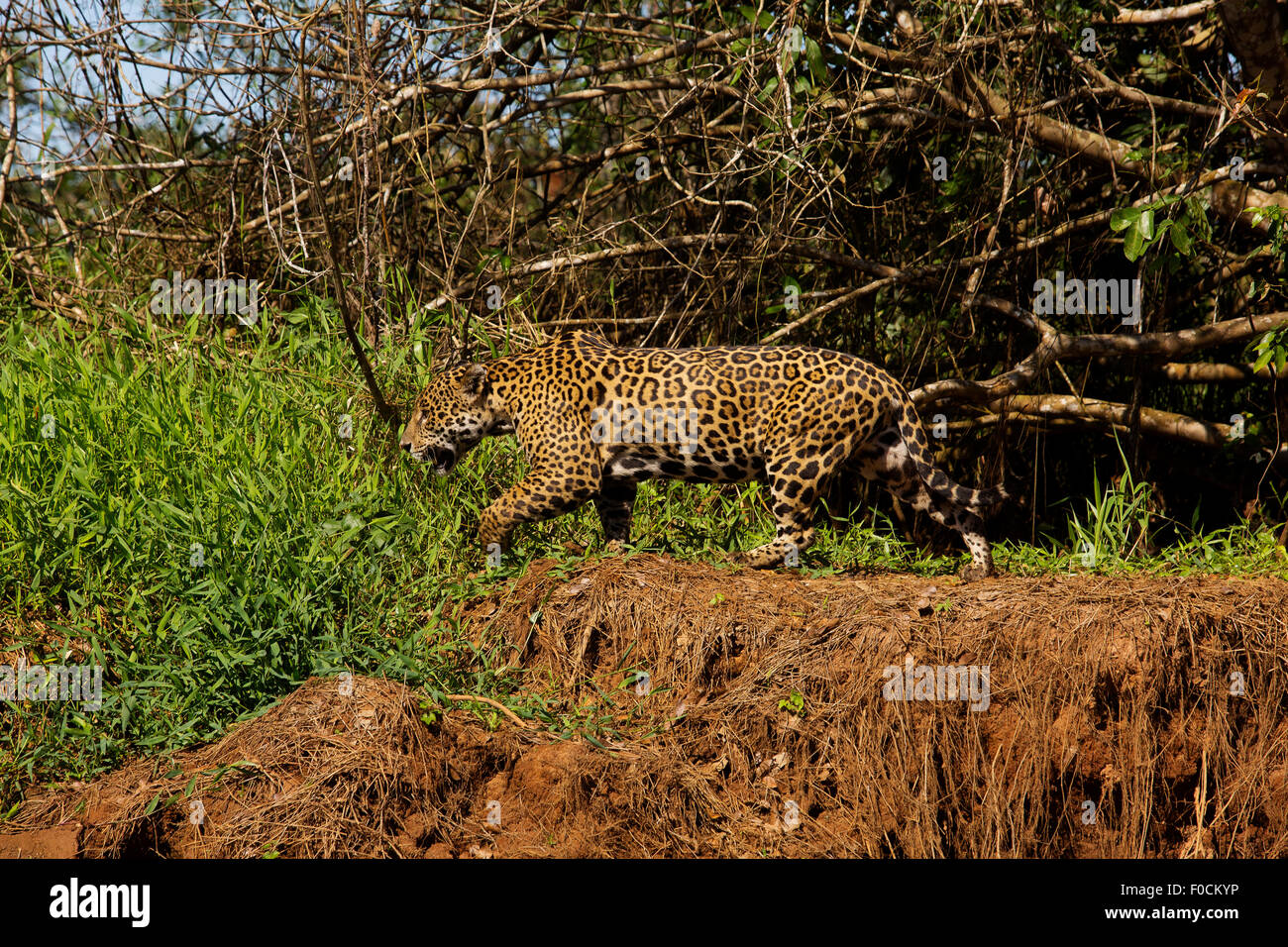 Jaguar zu Fuß in den Ufern des Flusses Três Irmãos im Pantanal, Bundesstaat Mato Grosso, Brasilien Stockfoto