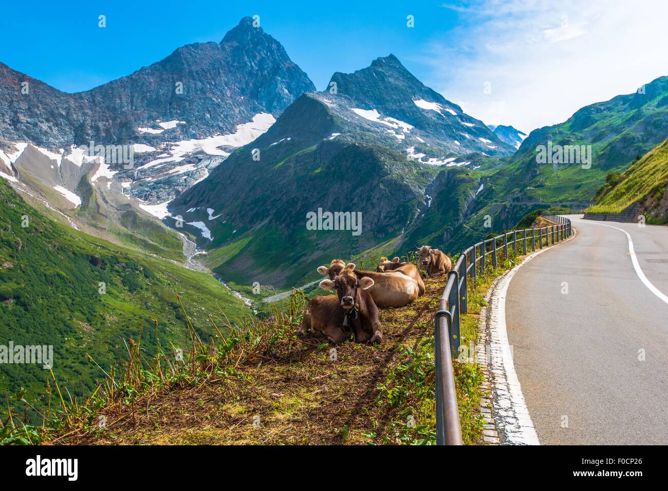 Schweizer Alpenmilch Kühe auf der Seite der Wicklung Bergstraße. Schweiz, Europa. Stockfoto