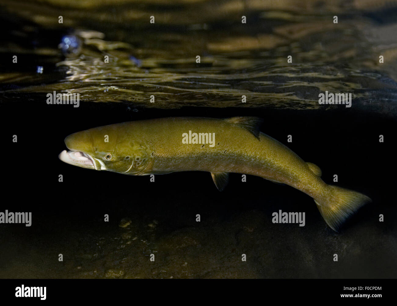 Atlantische Lachs (Salmo salar) knapp unter der Wasseroberfläche, Fluss Orkla, Norwegen, September 2008 Stockfoto