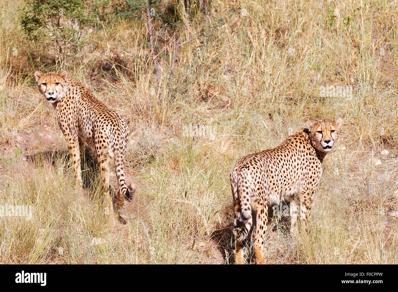 Geparden - Namibia Stockfoto
