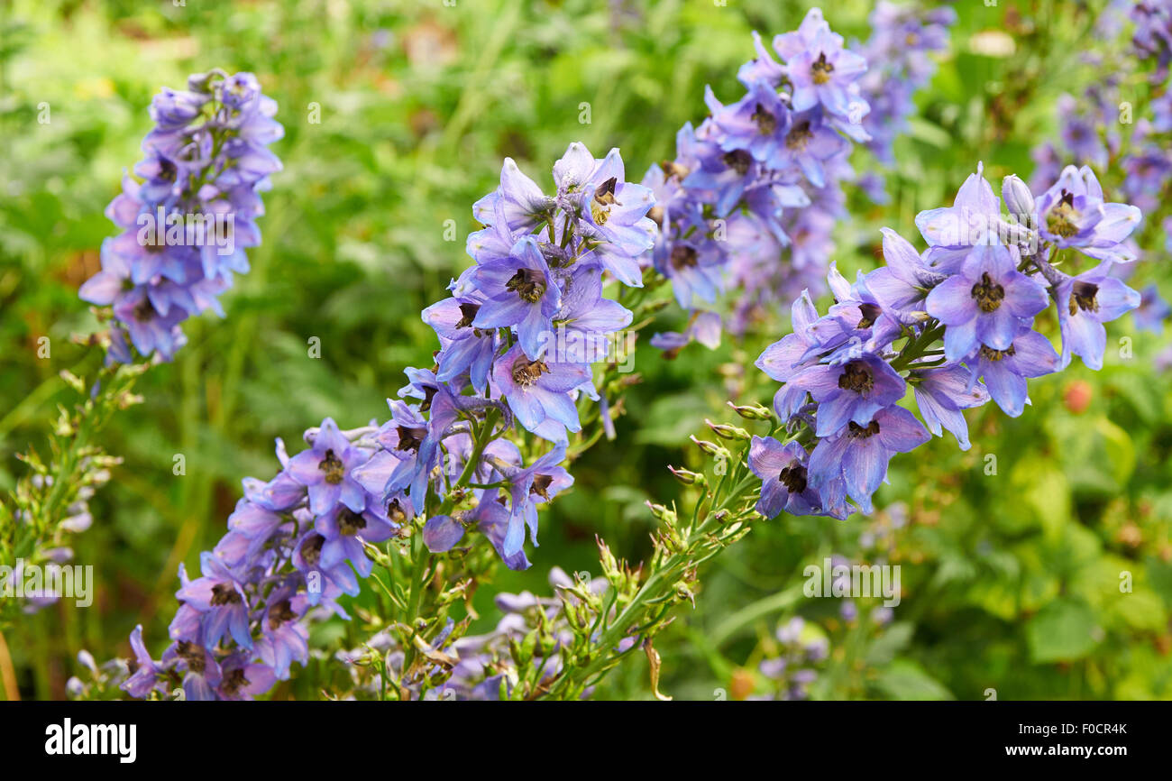 Mehrere Stämme der schöne blau-violetten Blüten Stockfoto