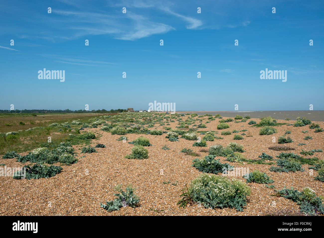 Meerkohl, Shingle Street, Suffolk, UK. Stockfoto