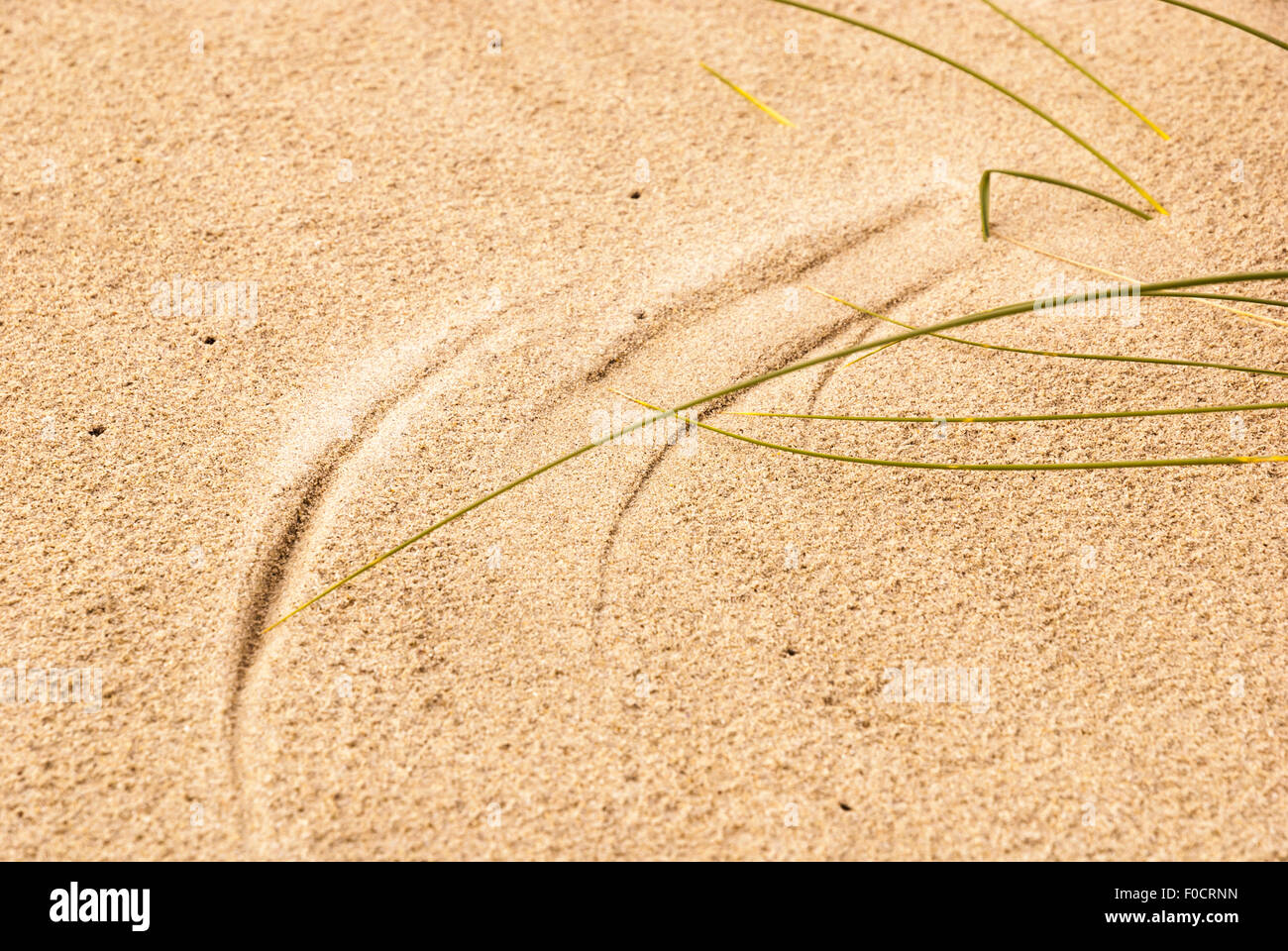 Ein Landschaftsbild von Wind geblasen Rasen Stiele erstellen Muster in den Sand. Stockfoto