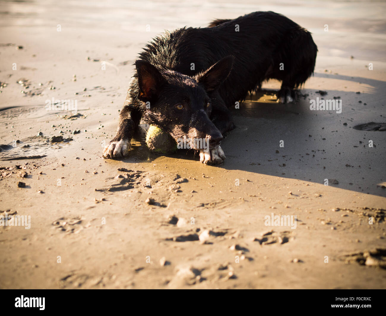 Hund am Strand mit Spielzeug spielen Stockfoto