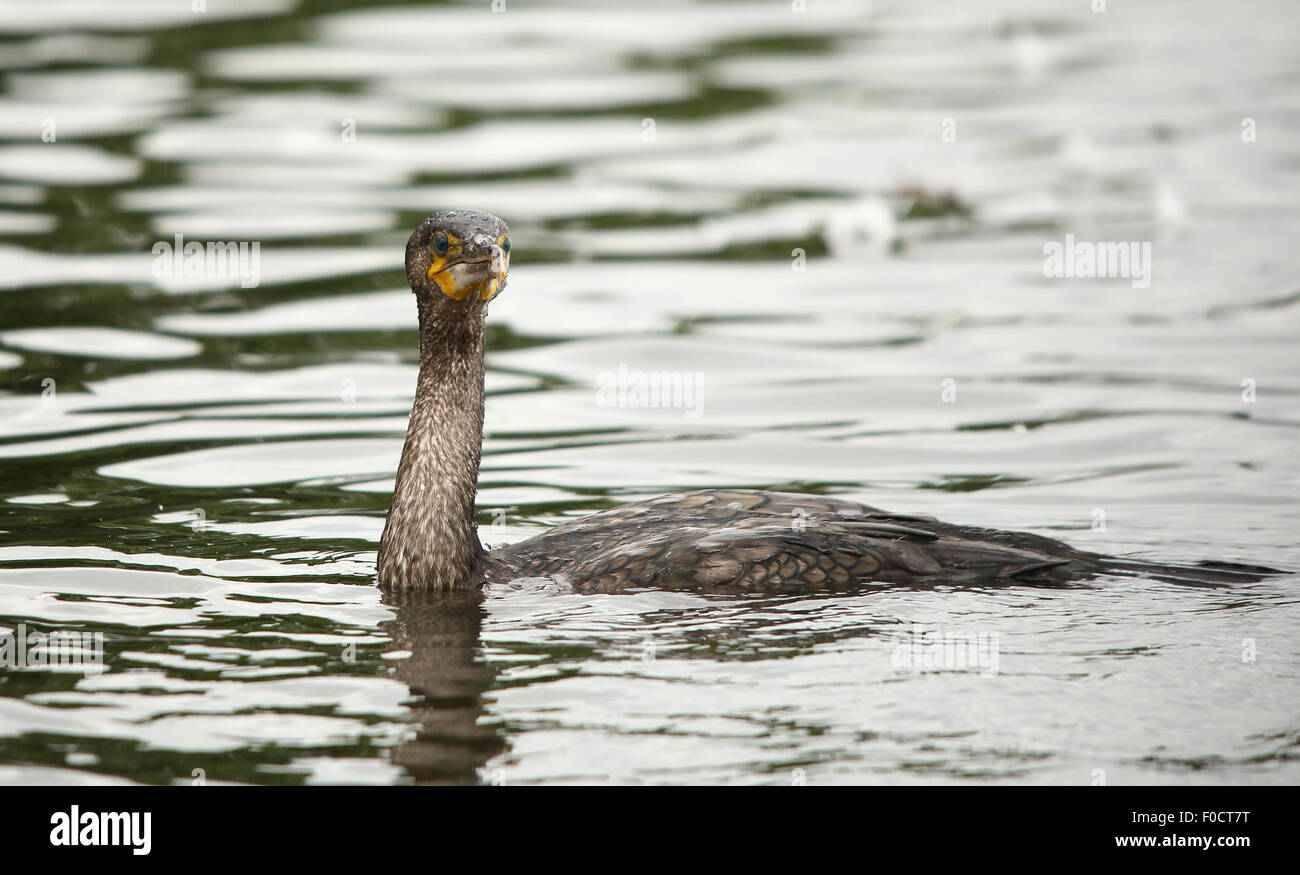 Kormoran, auch bekannt als Shag, in Wasser kurz vor Tauchen Stockfoto