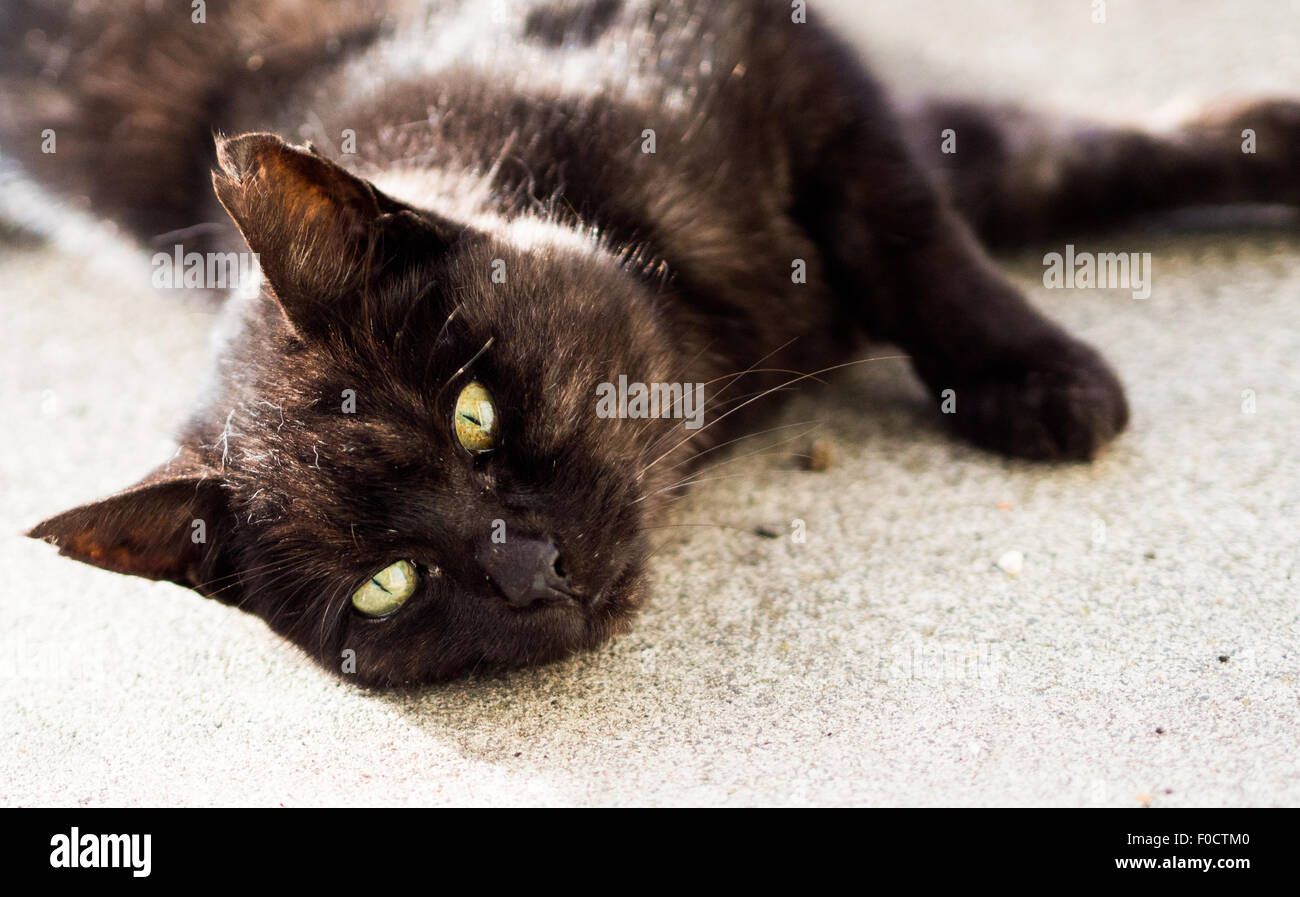 Schwarze Katze mit grünen Augen auf dem Boden liegend Stockfoto