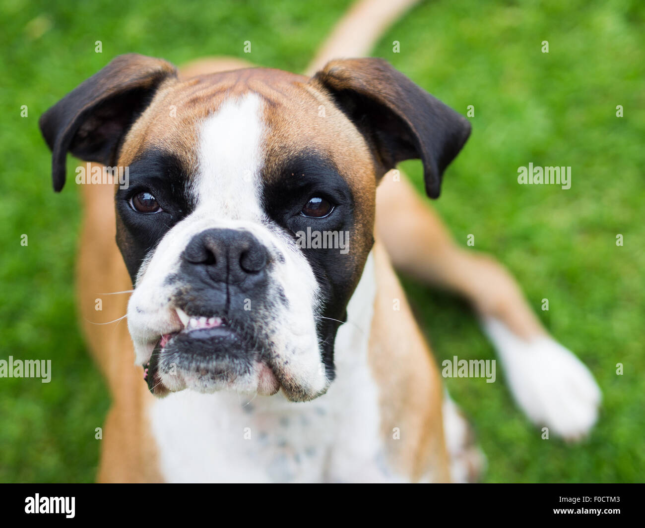 Closeup Boxer Hund auf der Wiese liegend mit Zahn Stockfoto