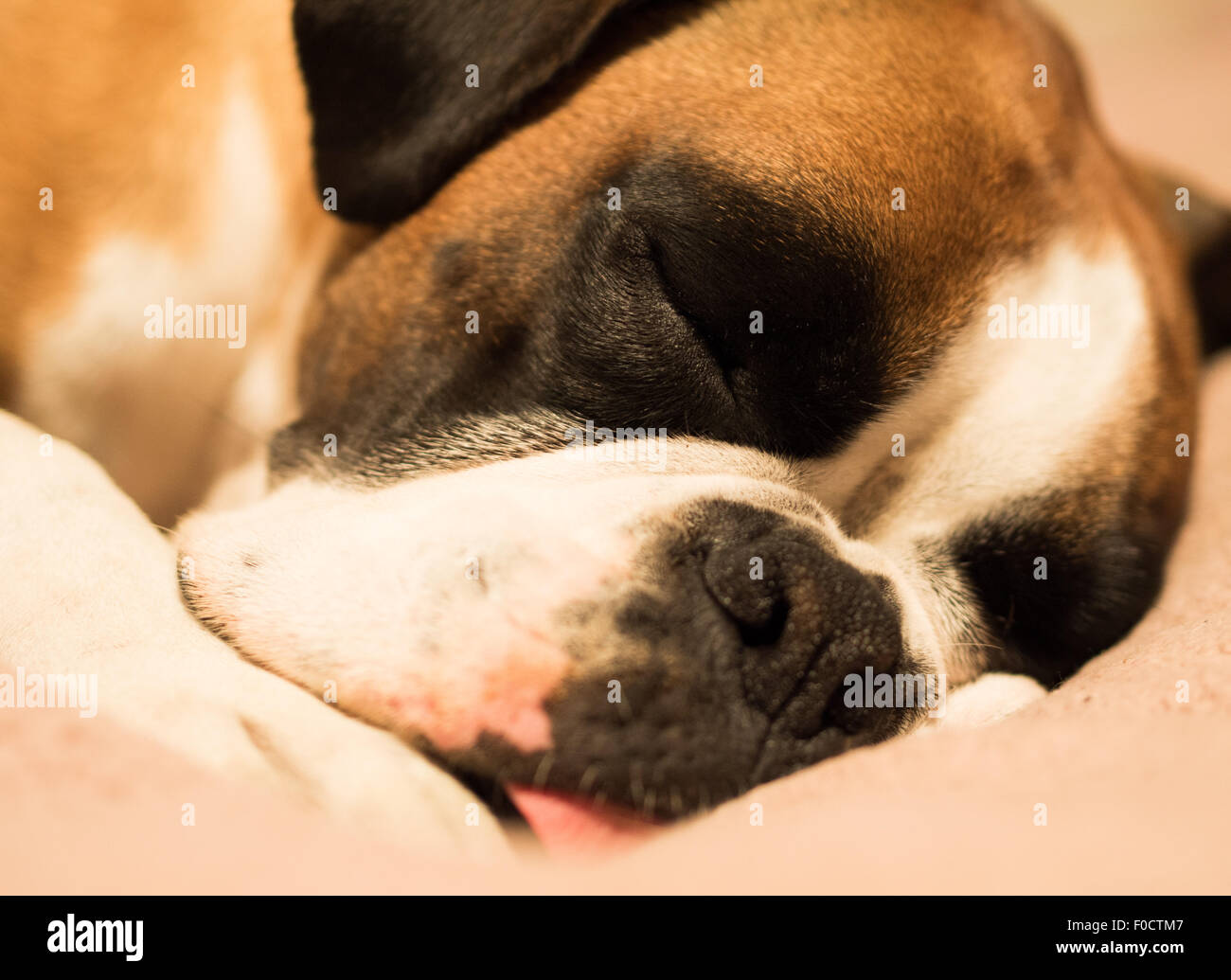 Hund Schläft Mit Der Zunge Raus Stockfotos und bilder Kaufen Alamy