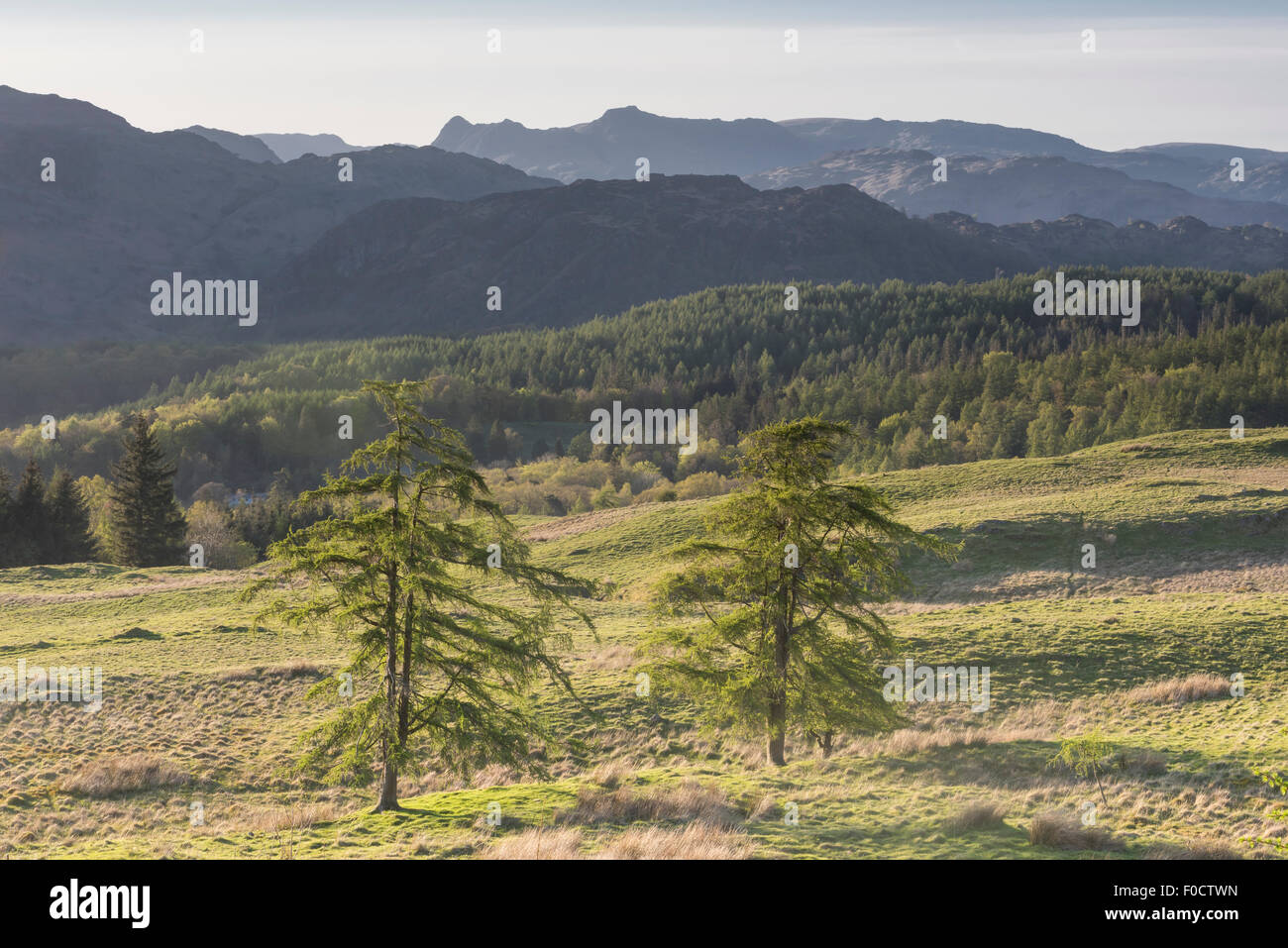 Blick Richtung Langdale Pikes aus High Park, Grizedale Forest, englischen Lake District National Park. Stockfoto