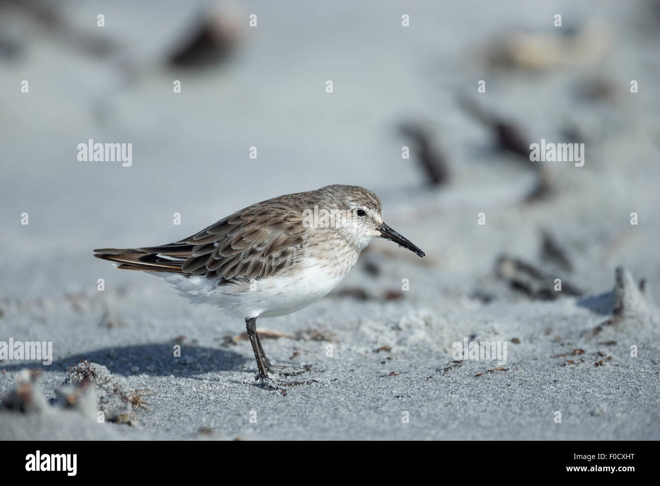 Weißes-rumped Strandläufer Calidris Fuscicollis, Erwachsene, Nahrungssuche auf sandigen Strand, Sea Lion Island, Falkland-Inseln im Dezember. Stockfoto