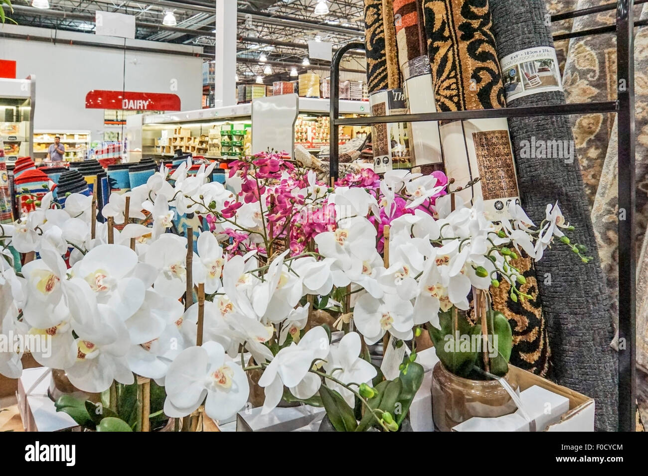 frische weiße & Magenta Orchideen wachsen gerollt Frühling sich neben Teppiche mit Molkerei Abschnitt darüber hinaus im riesigen Innenraum von Costco Stockfoto