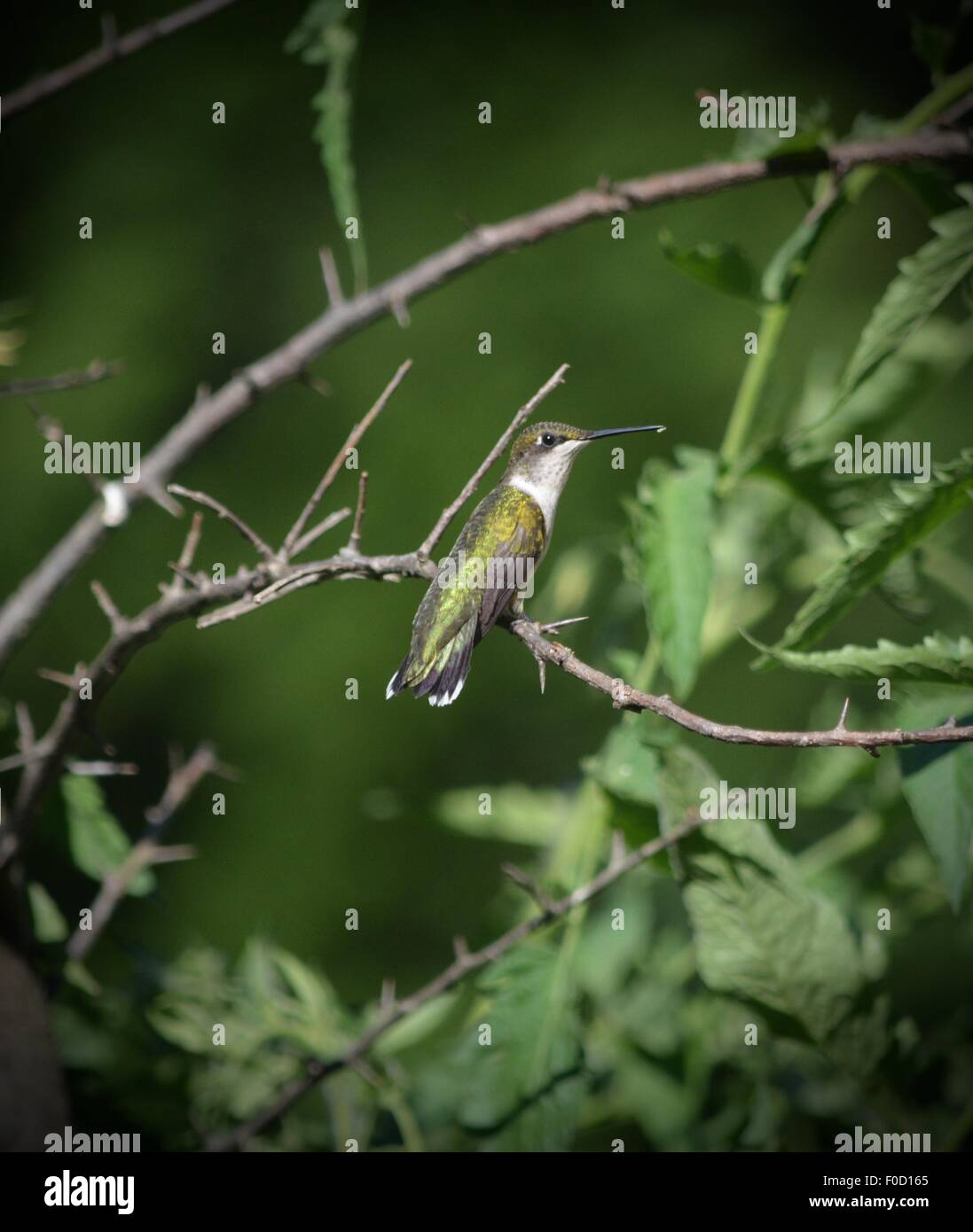 Kolibri weibliche auf Ast Stockfoto