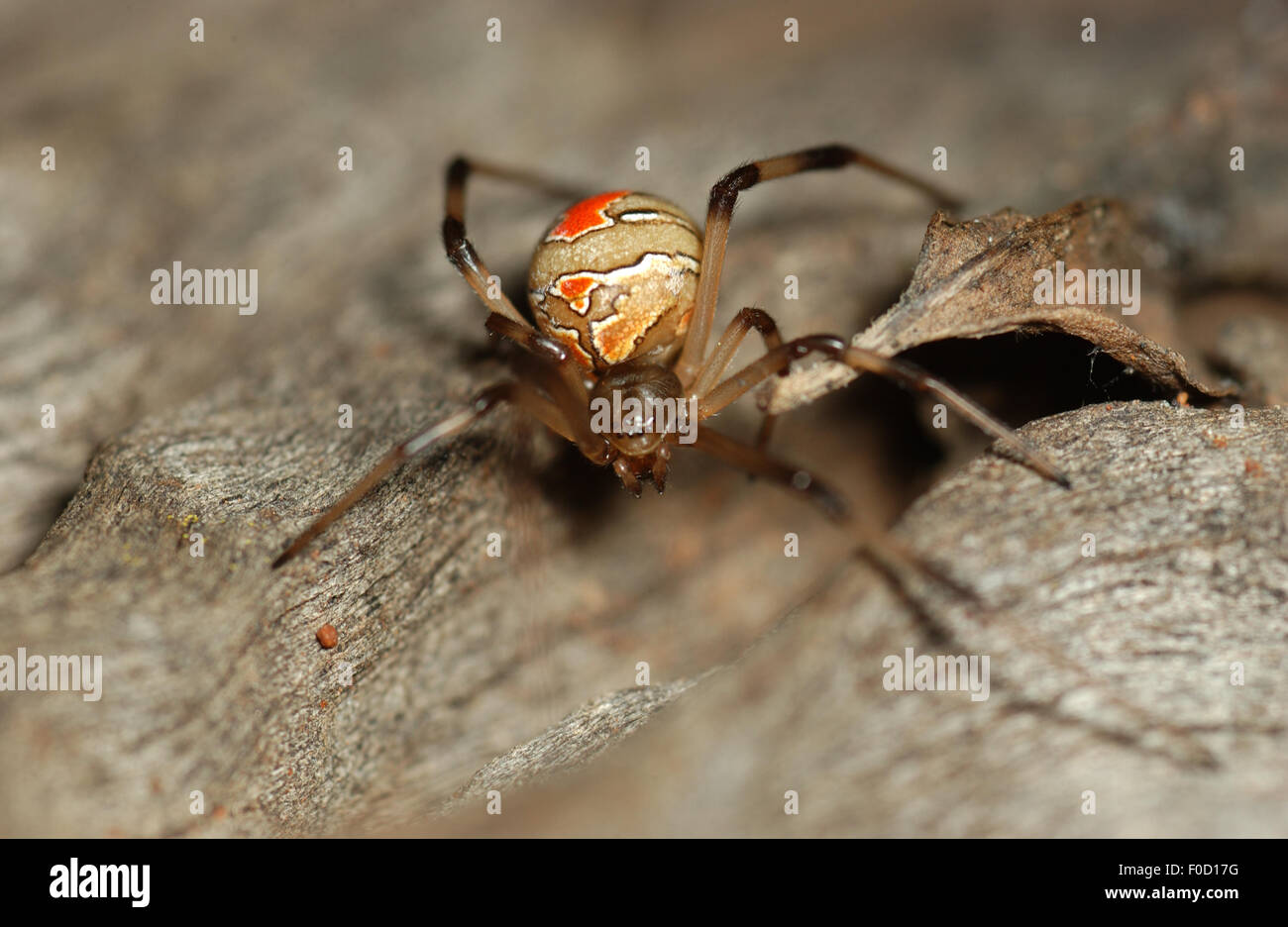 Unreife Red Back Spider (Latrodectus Hasseltii) Stockfoto