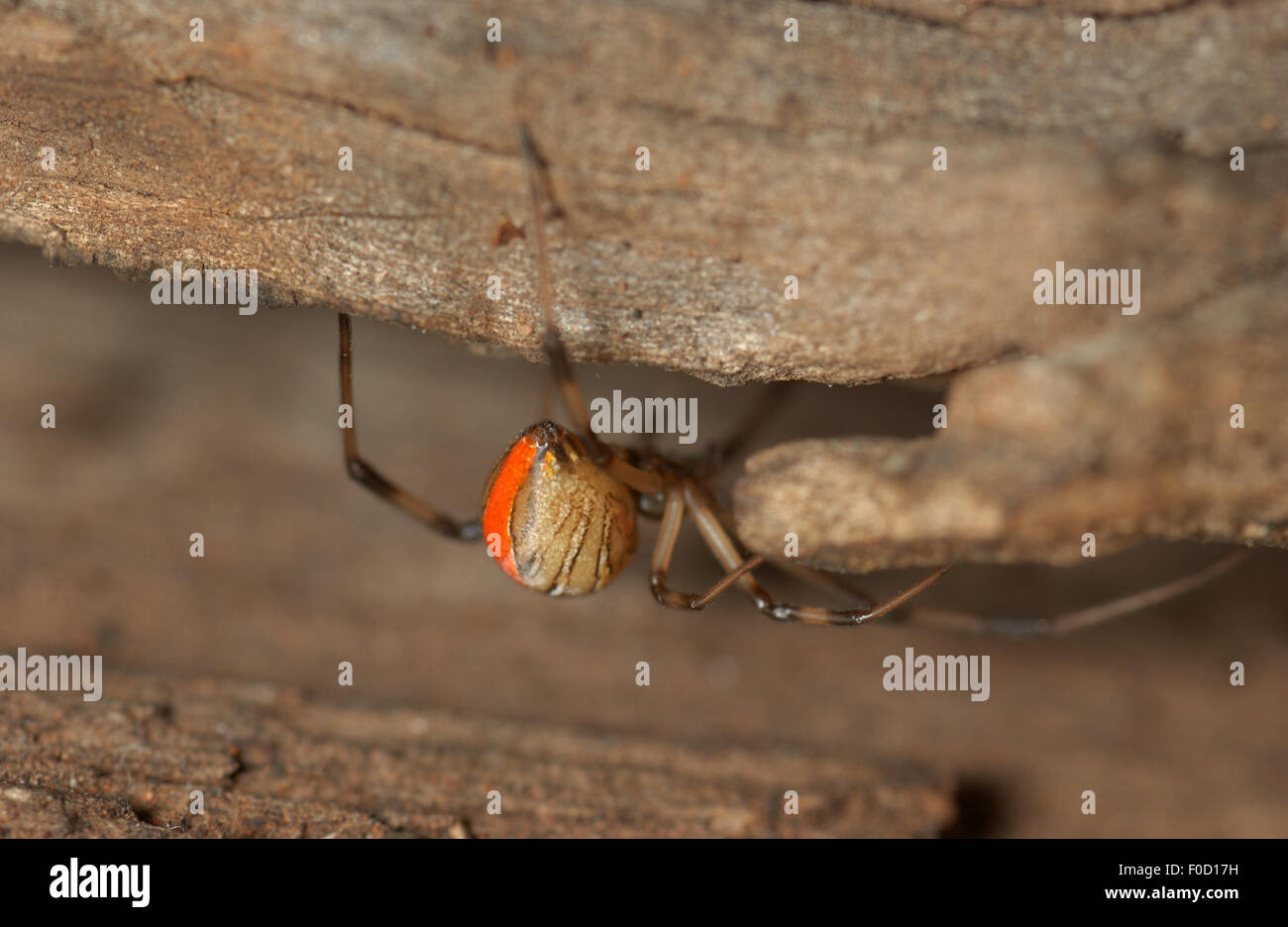 Unreife Red Back Spider (Latrodectus Hasseltii) Stockfoto