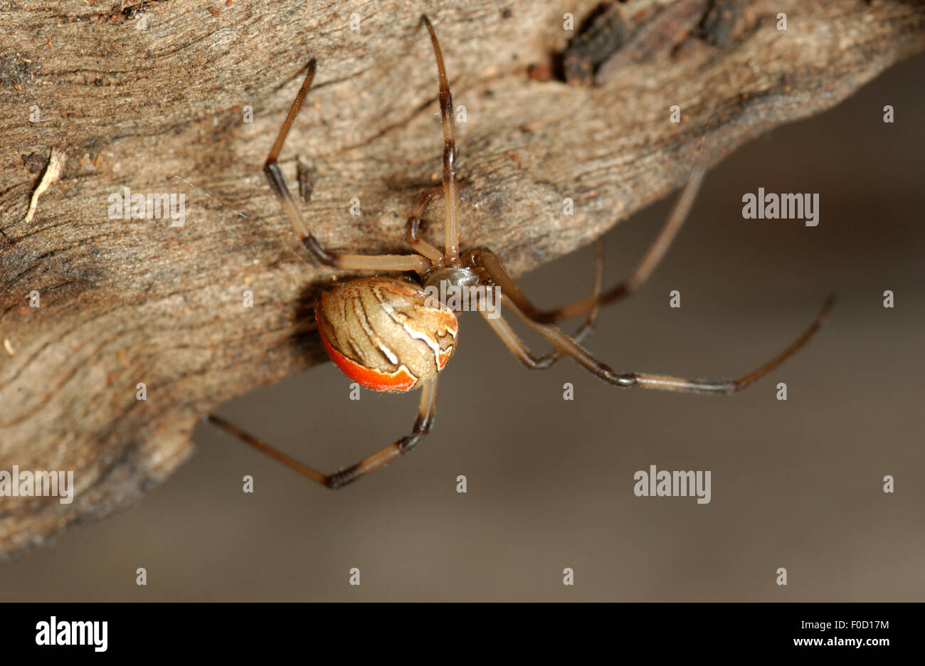 Unreife Red Back Spider (Latrodectus Hasseltii) Stockfoto