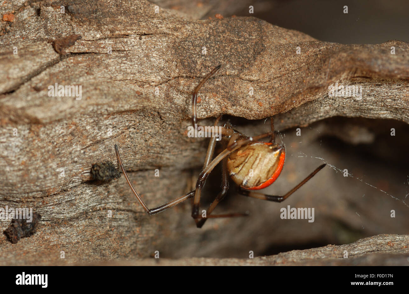 Unreife Red Back Spider (Latrodectus Hasseltii) Stockfoto