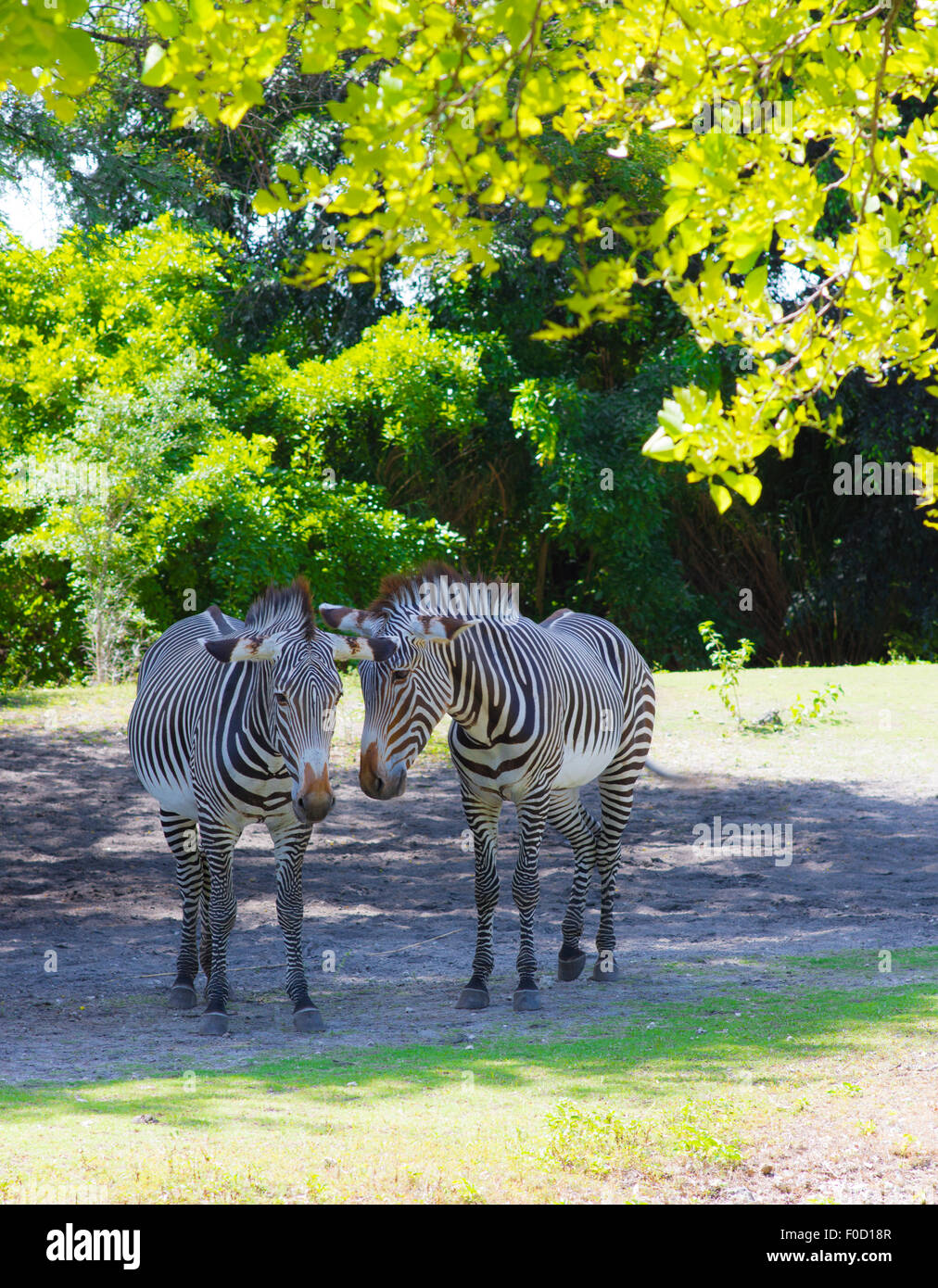 Grant-Zebras Stockfoto