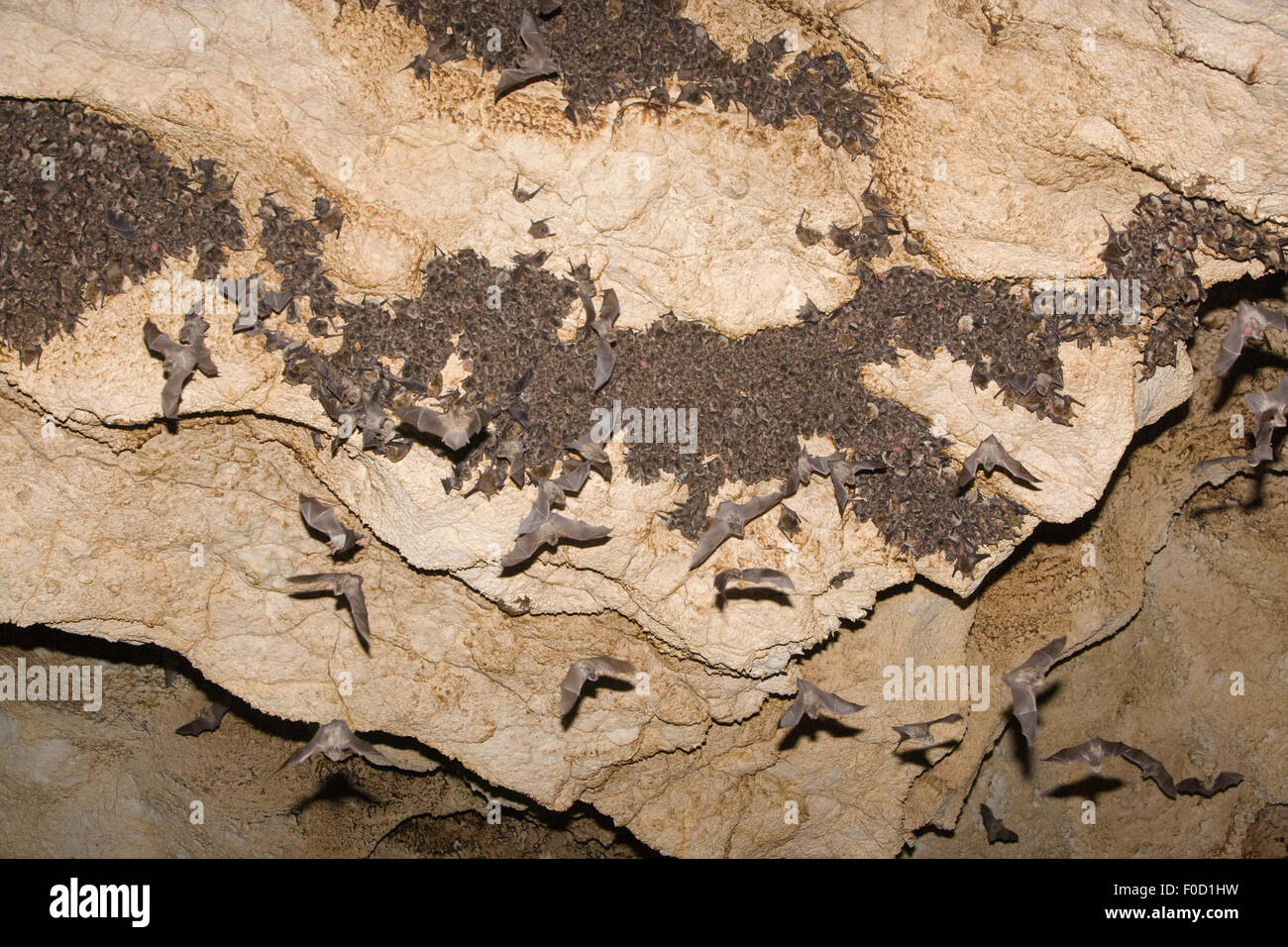 Maus-eared Fledermäuse (Myotis sp) und Schreibers lange Finger Fledermäuse (Miniopterus Schreibersi) fliegen von Roost in Höhle, Bulgarien, Mai 2008 Stockfoto