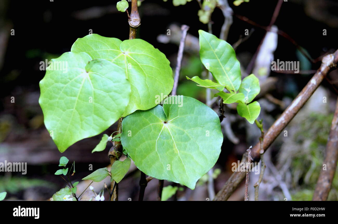 Kawakawa (Piper Excelsum) Stockfoto