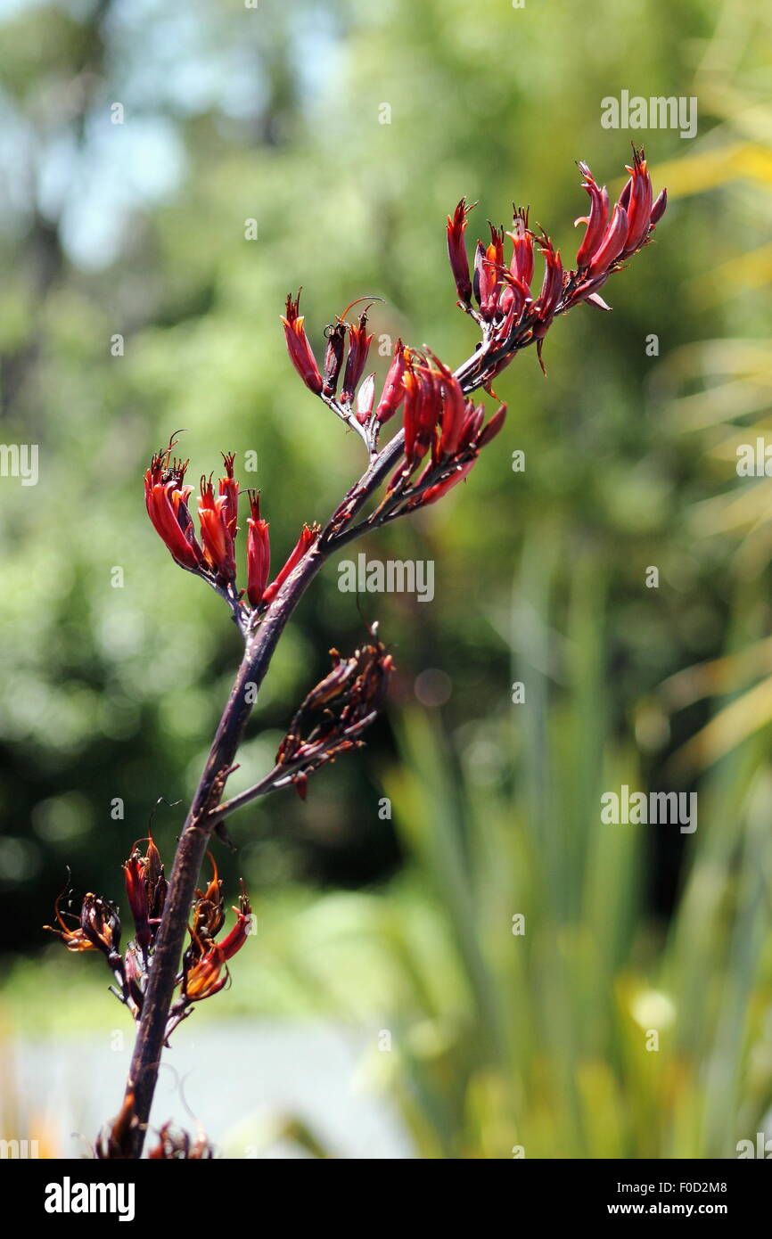 Neuseeland-Flachs Blume Stockfoto