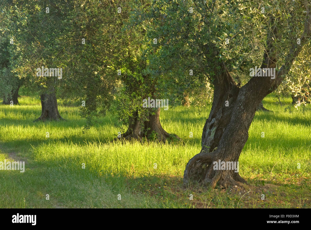 Olive Grove (Olea Europaea) Vieste, Gargano National Park, Halbinsel Gargano, Apulien, Italien, Mai 2008 Stockfoto