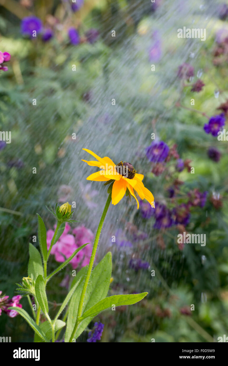 Bewässerung Garten Blumen mit einem Gartenschlauch Stockfoto