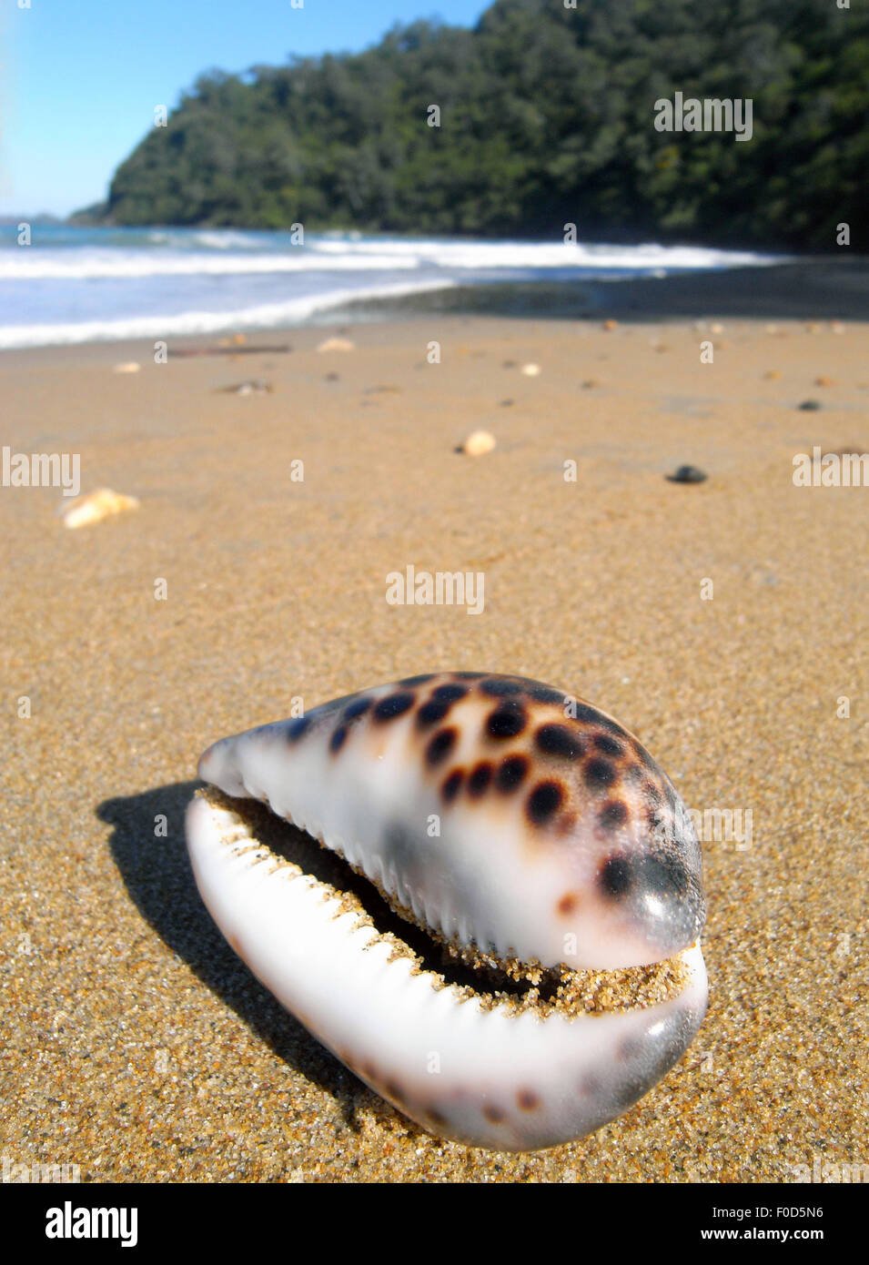 Kauri-Muschel (Cypraea Tigris) angespült Strand, Shipwreck Bay, Daintree Region, Queensland, Australien Stockfoto