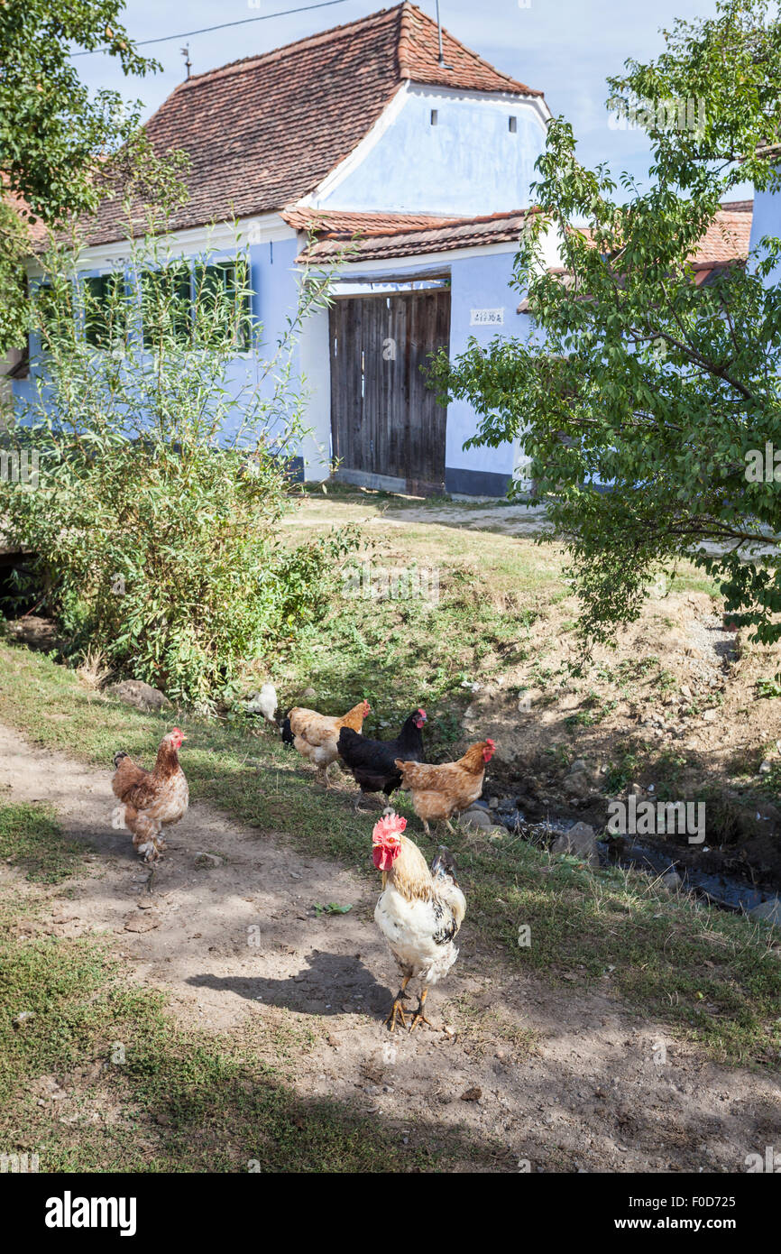 Hühner vor Prinz Charles aus dem 18. Jahrhundert Haus in der Hauptstraße von der sächsischen Dorf Viscri, Siebenbürgen, Rumänien Stockfoto
