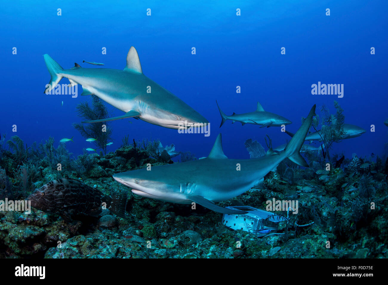 Einige Karibische Riffhaie (Carcharhinus Perezii) schwimmen entlang des Riffs, Jardines De La Reina, Kuba. Stockfoto
