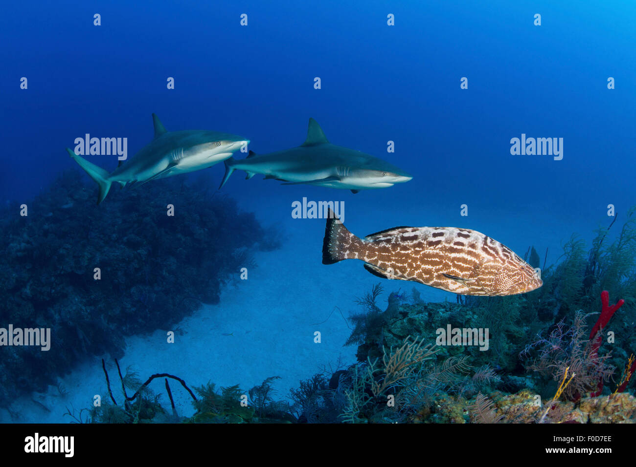 Einige Karibische Riffhaie (Carcharhinus Perezii) und ein Goliath-Zackenbarsch (Epinephelus Itajara) schwimmen entlang des Riffs, Jardin Stockfoto