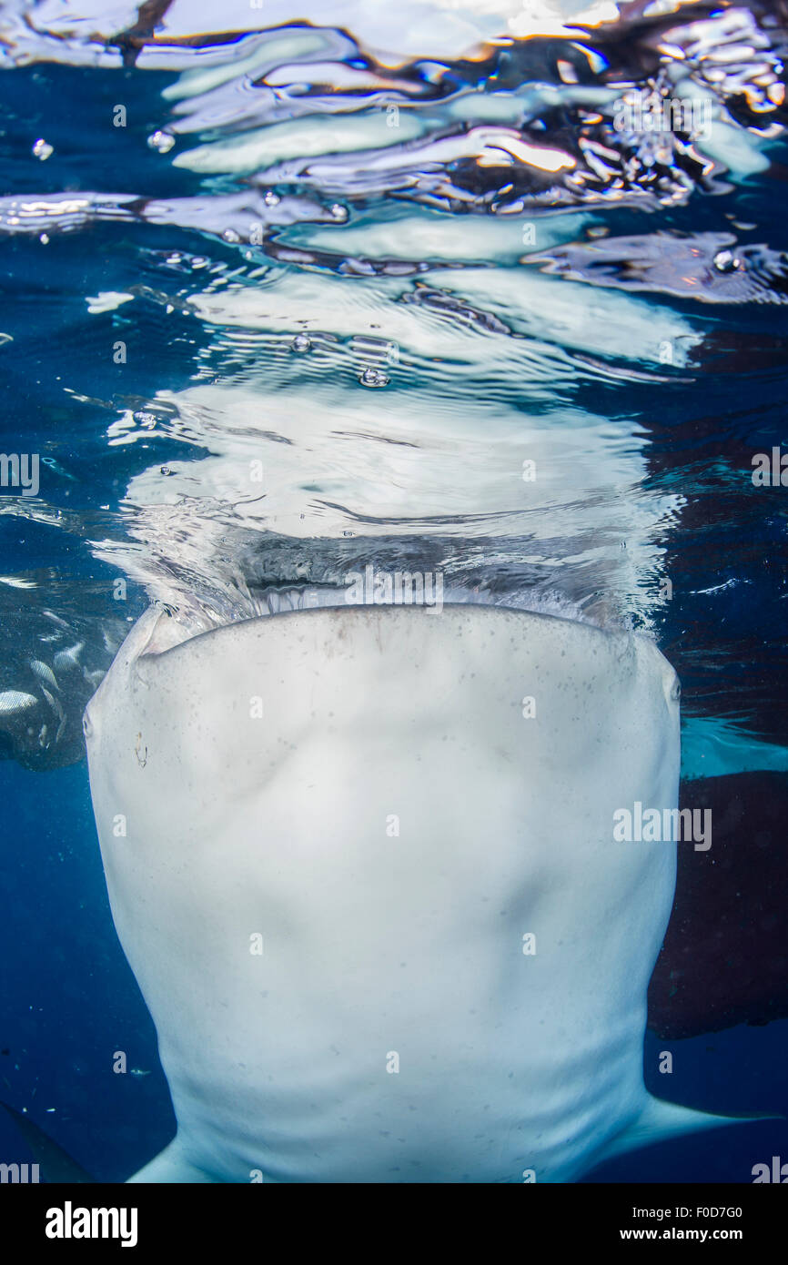 Verletzung der Oberfläche beim Schlucken Wasser unter Fischernetzen, mit mehrfach-Reflexionen auf der Oberfläche, Cenderawasih Walhai Stockfoto