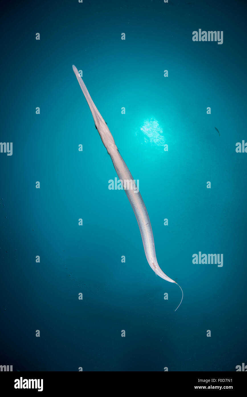 Flutemouth Fish Stockfotos und bilder Kaufen Alamy