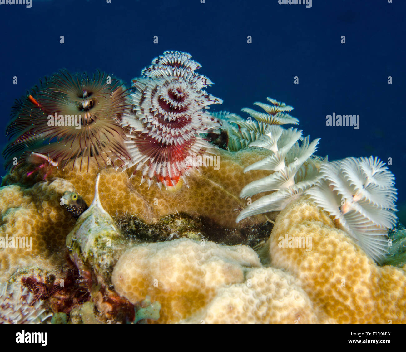 Mehreren Weihnachtsbaum Würmer, Curacao. Stockfoto