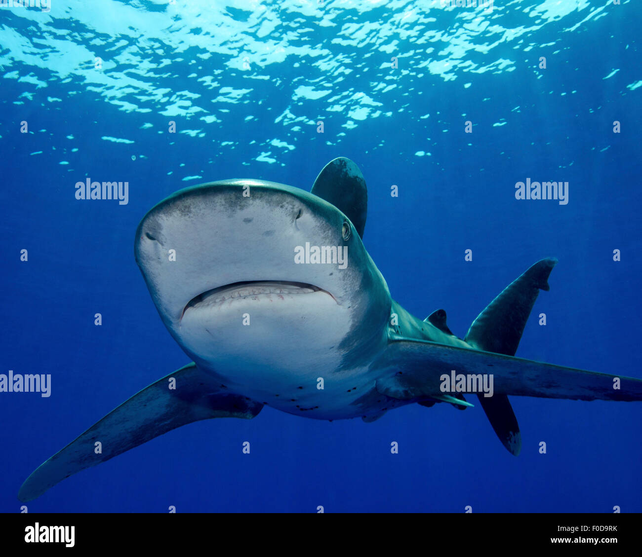 Vorderansicht eines ozeanischen Weißspitzen Hai, Cat Island, Bahamas. Stockfoto