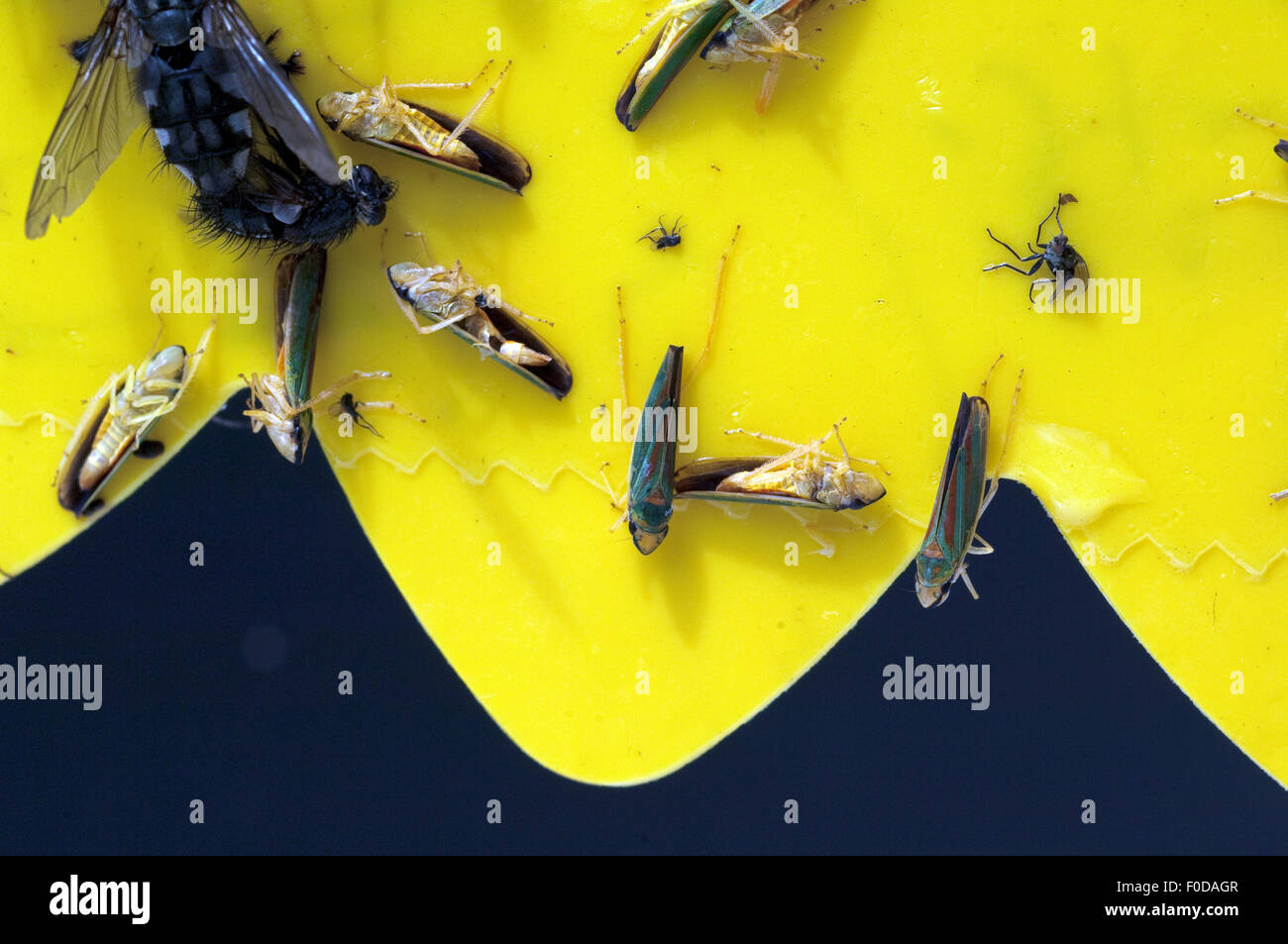 Gelbfalle, Insektenfalle Stockfoto
