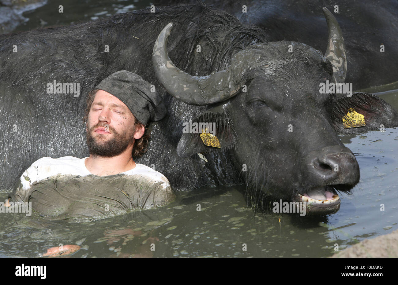 Son En Breugel, Niederlande. 12. August 2015. Buffalo-Bauer, Arjan Swinkels von Son En Breugel in den Niederlanden vollständig kriecht, gekleidet in der Naturteich mit seinen Wasserbüffel. Auf diese Weise ist der Besitzer des De Stoerderij versucht, mit seinen 35 Wasser Kühe ein Vertrauensverhältnis aufzubauen. Obwohl Wasserbüffel sich sehr sozial und freundlich sind, Verhalten sich oft ein bisschen unruhig während des Melkens. Wenn es schönes Wetter Swinkels deshalb schleicht sich regelmäßig mit den Tieren in den See für eine Kuschel-Session zur Geselligkeit der Büffel. Bildnachweis: Dpa picture Alliance/Alamy Live News Stockfoto