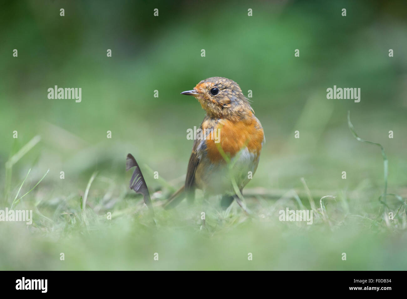 Rotkehlchen (Erithacus Rubecula) Stockfoto