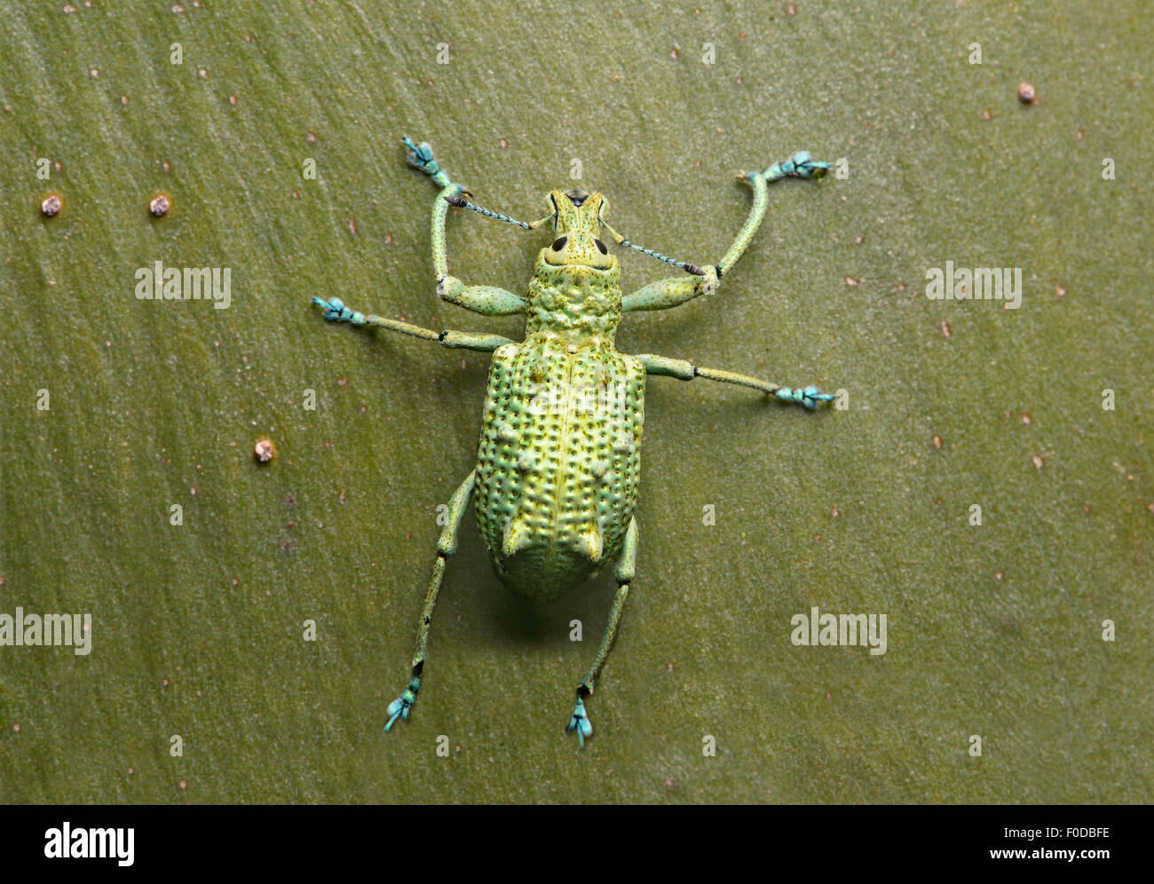 Rüsselkäfer (Curculionidae) auf die glatte Rinde eines Baumes Gespraech (Calycophyllum Spruceanum), Amazonas-Regenwald, Yasuni-Nationalpark Stockfoto