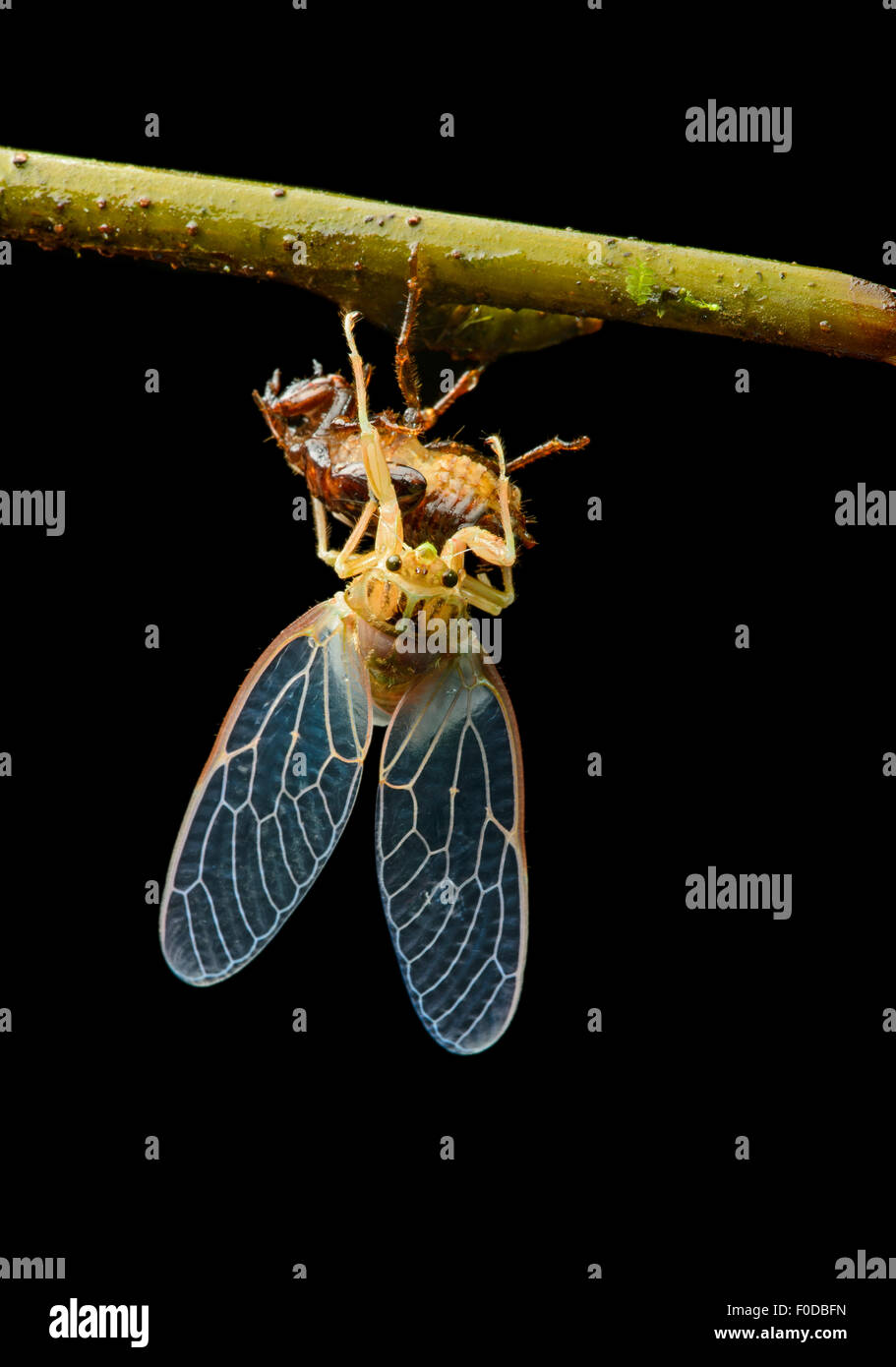 Schlupf von einer Zikade (Cicadidae), Amazonas-Regenwald, Yasuni-Nationalpark in Ecuador Stockfoto